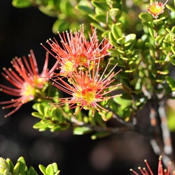 Metrosideros Microphylla