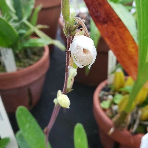 Mexipedium Xerophyticum