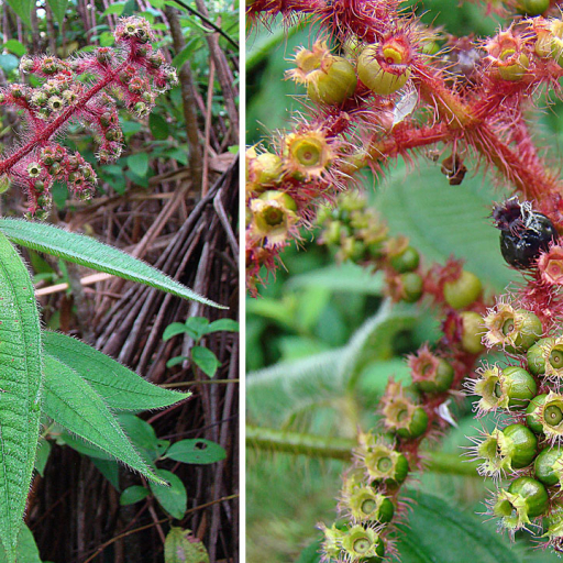Miconia Lacera Plant Care & How to Grow, Water