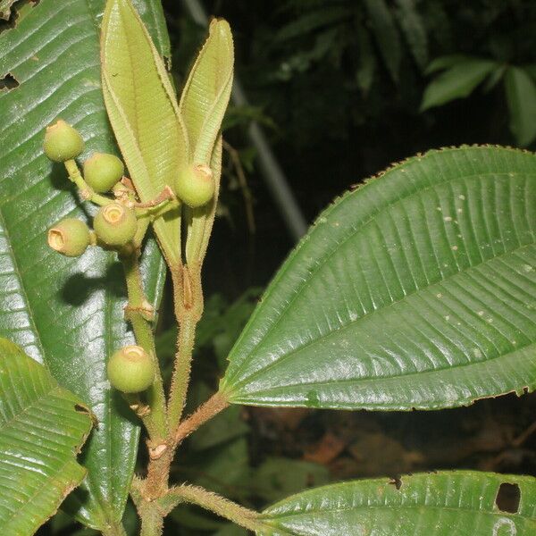 Miconia Lasiopoda Care Guide: Water, Soil & Propagation - Plantiary