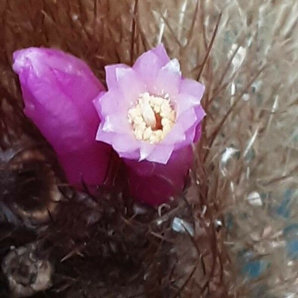 Micranthocereus Streckeri