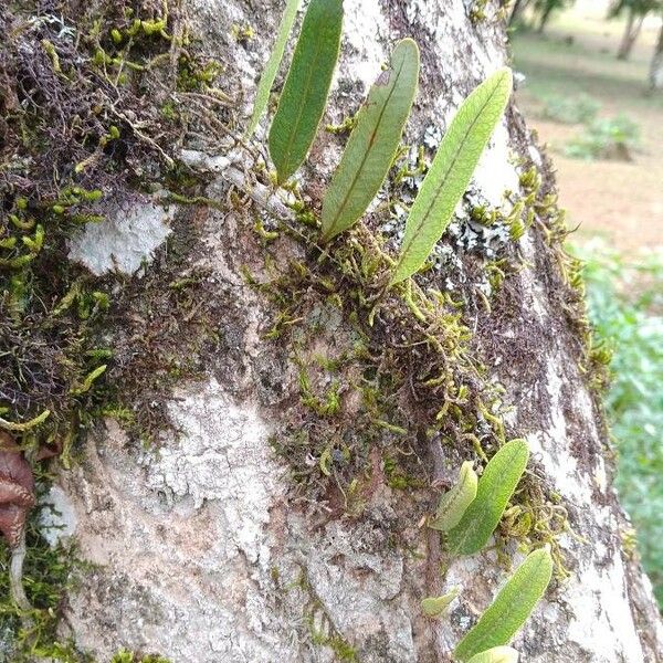 Microgramma Squamulosa