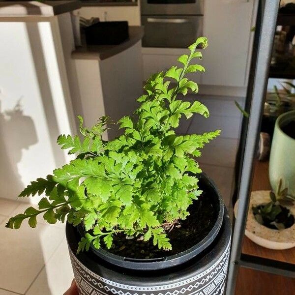 Microlepia Speluncae