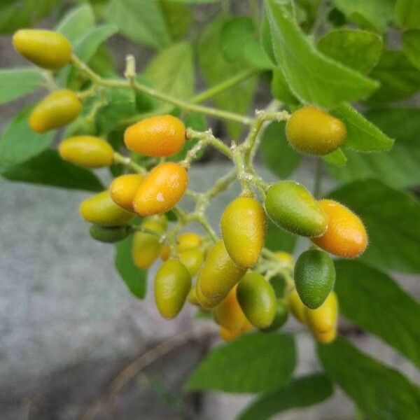 Micromelum Integerrimum