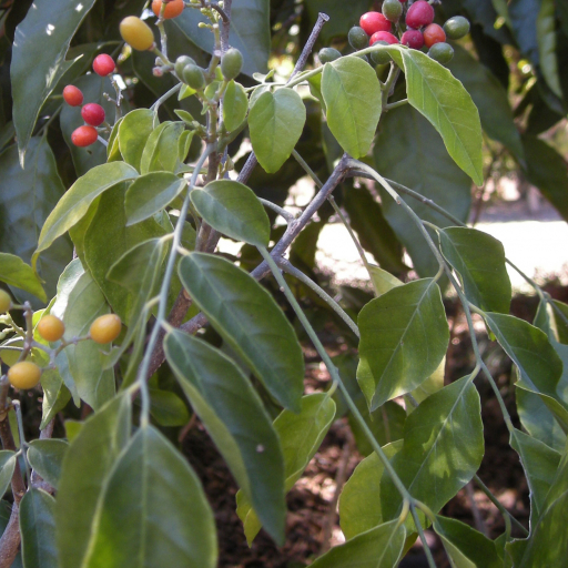 Micromelum Minutum