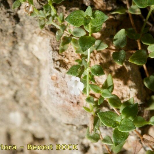 Micromeria Microphylla