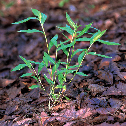 Microstegium Vimineum