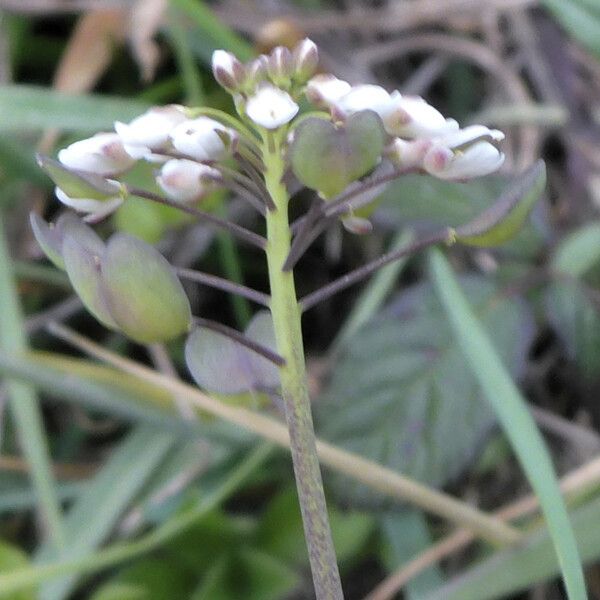 Microthlaspi Perfoliatum