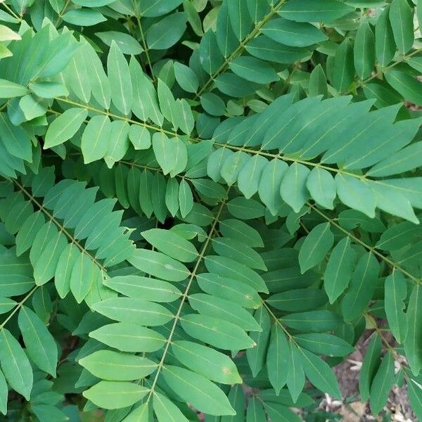 Millettia Brandisiana