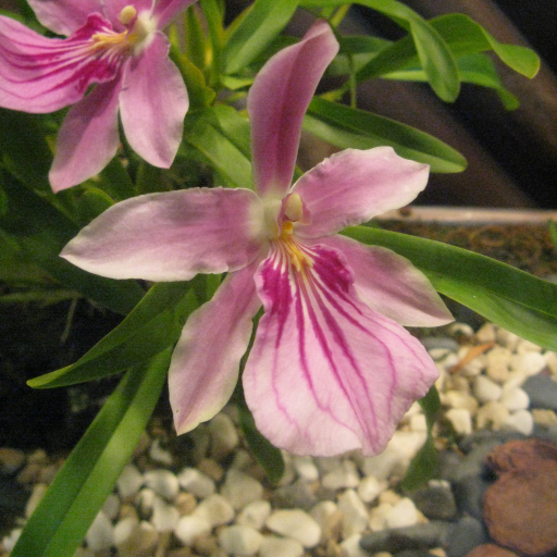 Miltonia Spectabilis