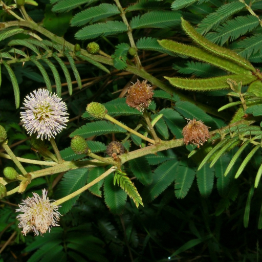 Mimosa Pigra