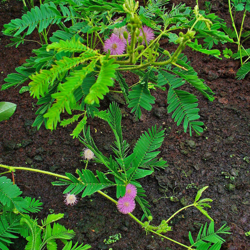 Mimosa Pudica