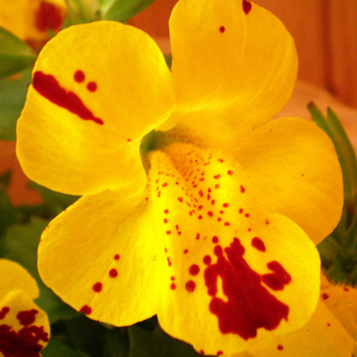 Mimulus Luteus