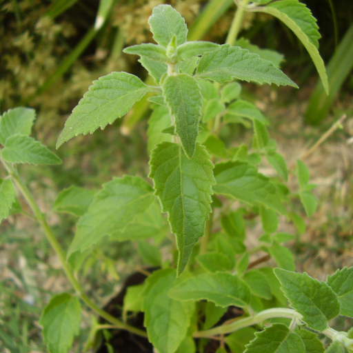 Minthostachys Verticillata