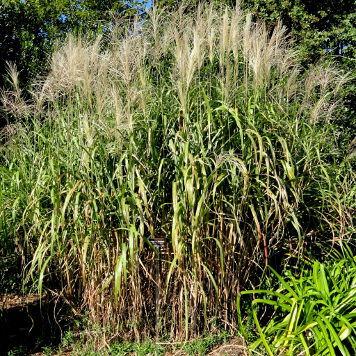 Miscanthus Floridulus