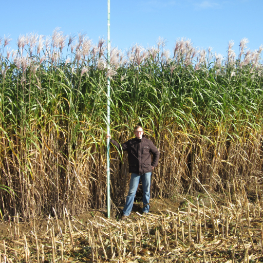 Miscanthus × Giganteus