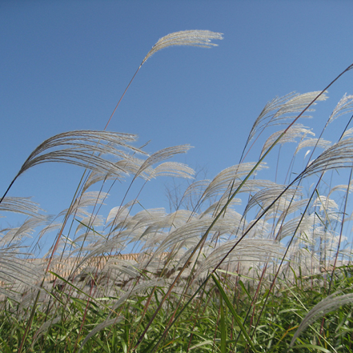 Miscanthus Sacchariflorus