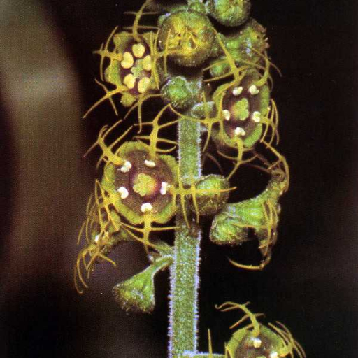 Mitella Pentandra