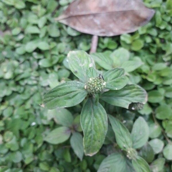 Small Squareweed Mitracarpus Hirtus Plant Care How To Grow Water Small Squareweed Mitracarpus Hirtus Plant Care How To Grow Water
