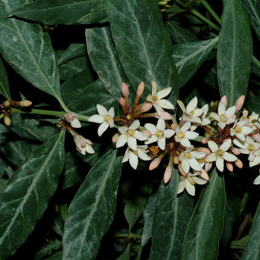 Mitriostigma Axillare