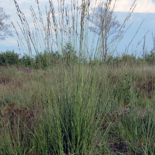 Purple Moor-Grass (Molinia Caerulea) Plant Care & How to Grow, Water