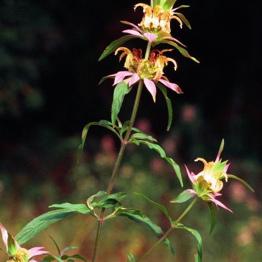 Monarda Punctata