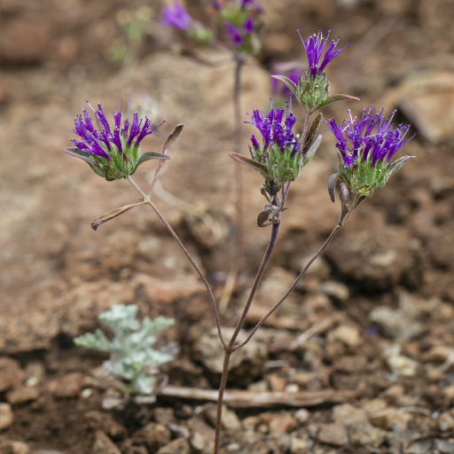 Monardella Douglasii