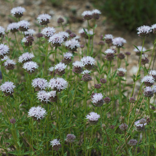Monardella Odoratissima