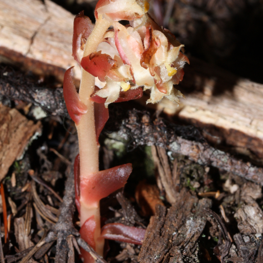 Monotropa Hypopitys
