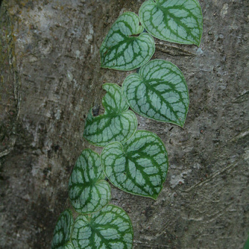 Monstera Dubia