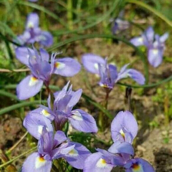 Moraea Mediterranea