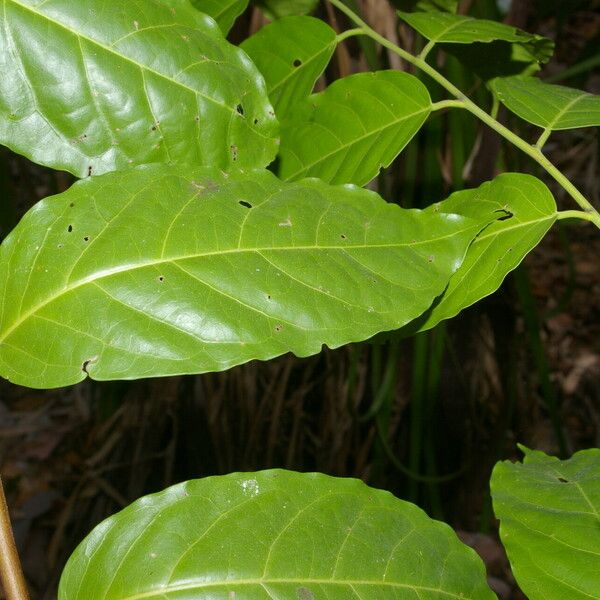 Morisonia Amplissima