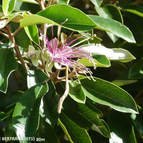 Morisonia Cynophallophora