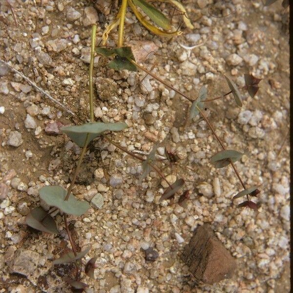 Perfoliate Spineflower