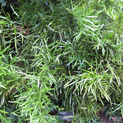 Muehlenbeckia Platyclada