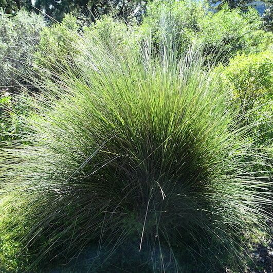 Muhlenbergia Macroura