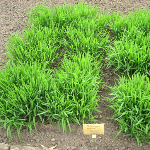 Muhlenbergia Mexicana