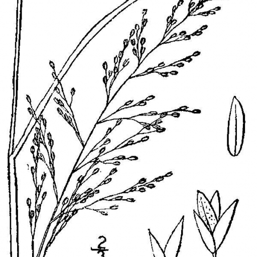 Muhlenbergia Torreyi
