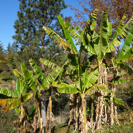 Musa Sikkimensis