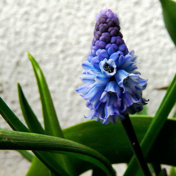 Muscari Azureum