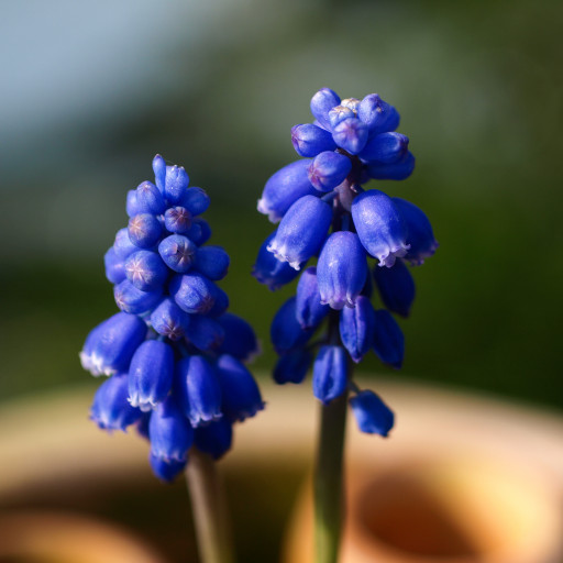 Muscari Botryoides