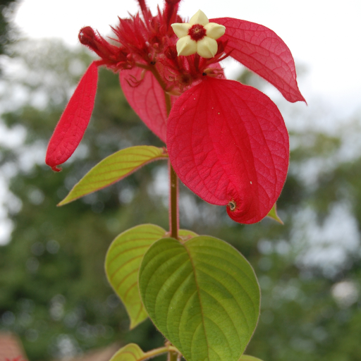 Mussaenda Erythrophylla