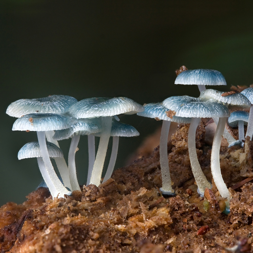 Mycena Interrupta