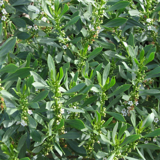 Myoporum Insulare