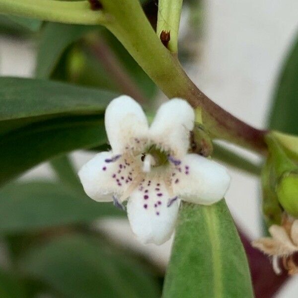 Myoporum Tenuifolium