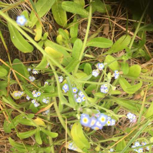 Myosotis Maritima