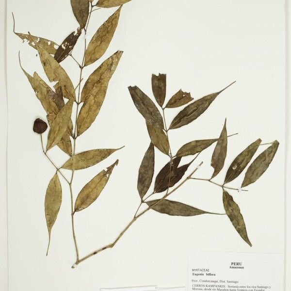 Myrcia Caudata