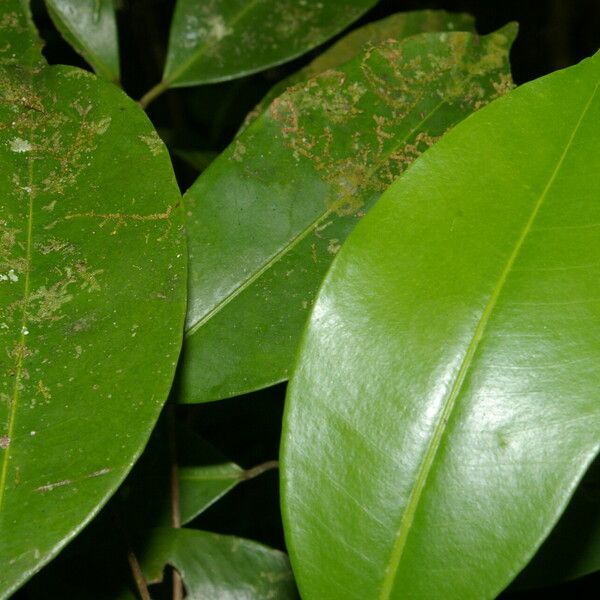 Myrcia Chytraculia