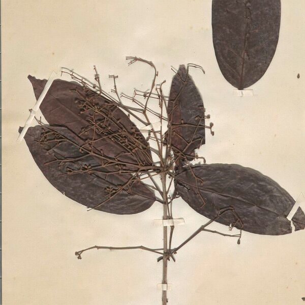 Myrcia Cuspidata