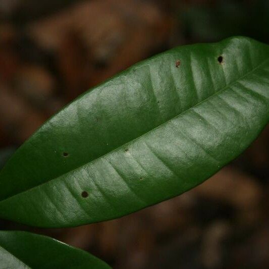 Myrcia Decorticans
